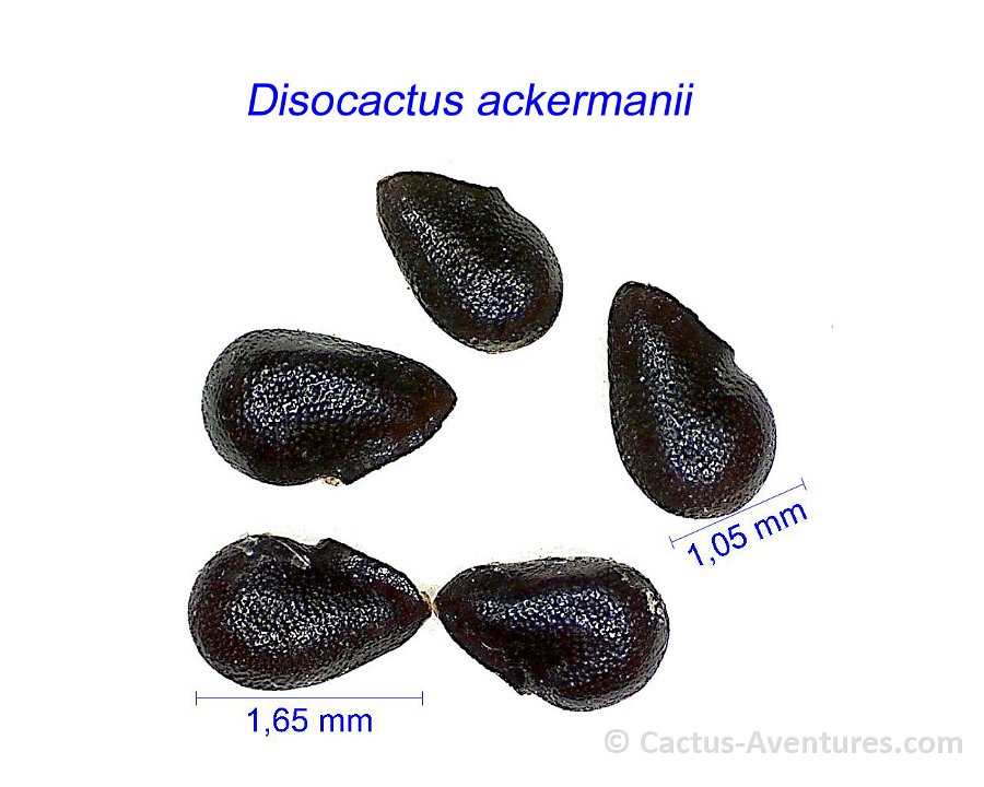 Disocactus ex Nopalxochia ackermanii GX 1